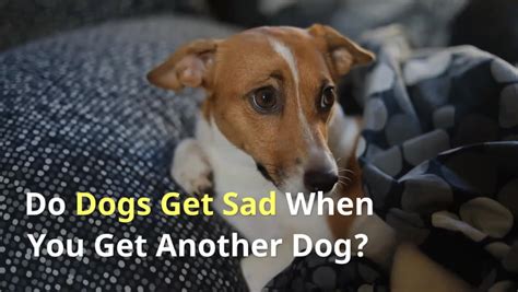 Will my dog feel betrayed if I get another dog?